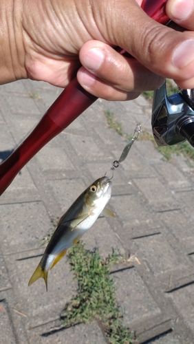 カワムツの釣果