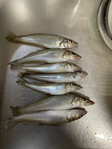 キスの釣果