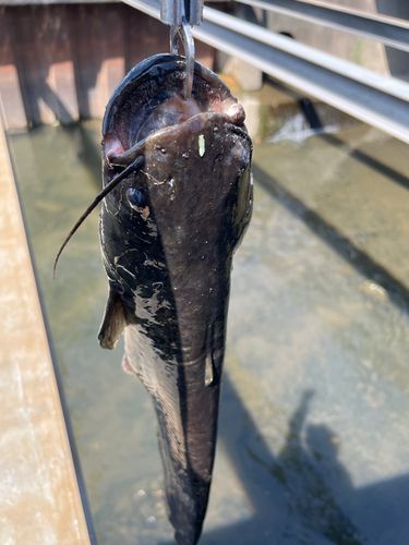 ナマズの釣果