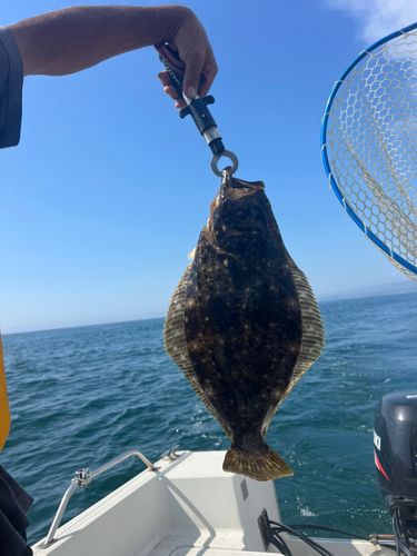ヒラメの釣果