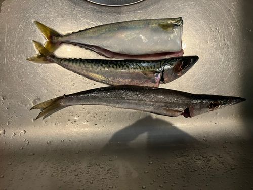 カマスの釣果