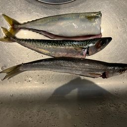 カマス