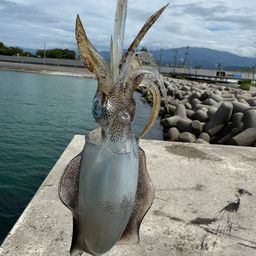 アオリイカ