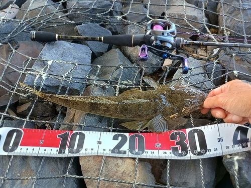 マゴチの釣果