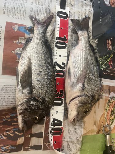 チヌの釣果