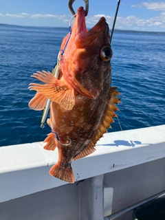 ウッカリカサゴの釣果