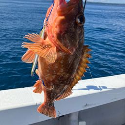 ウッカリカサゴ