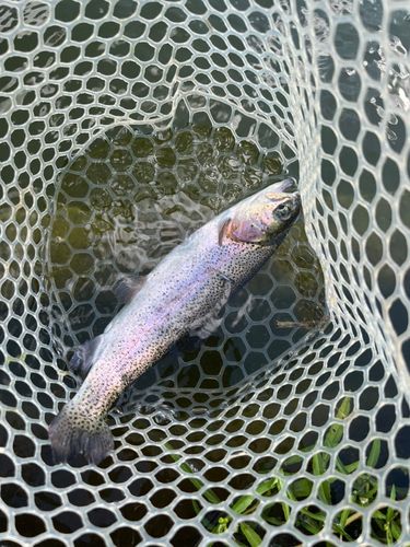ベリーパーク in FISH ON! 王禅寺