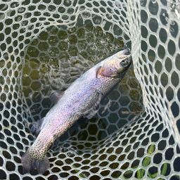 レインボートラウト