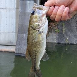 ブラックバス
