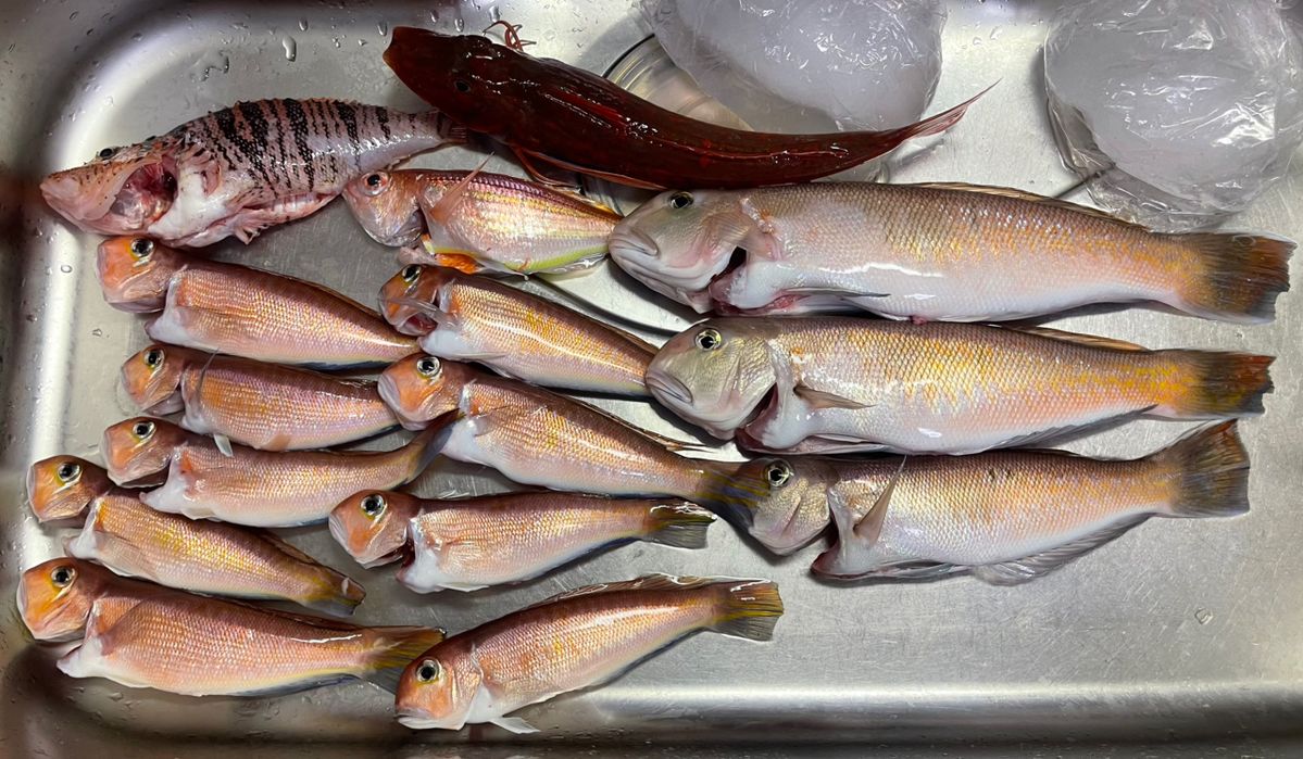 アングラー35665062さんの釣果 1枚目の画像