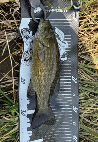 スモールマウスバスの釣果