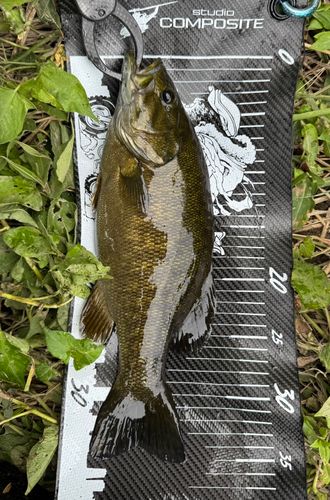 スモールマウスバスの釣果