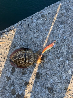 イカの釣果