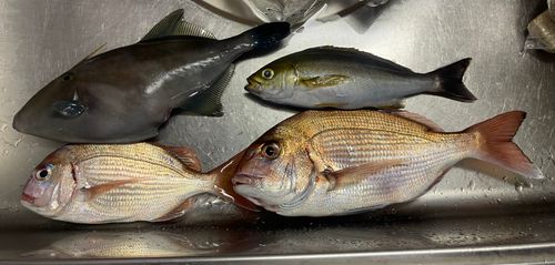 マダイの釣果