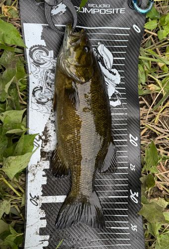 スモールマウスバスの釣果
