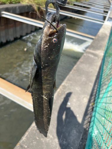 ナマズの釣果