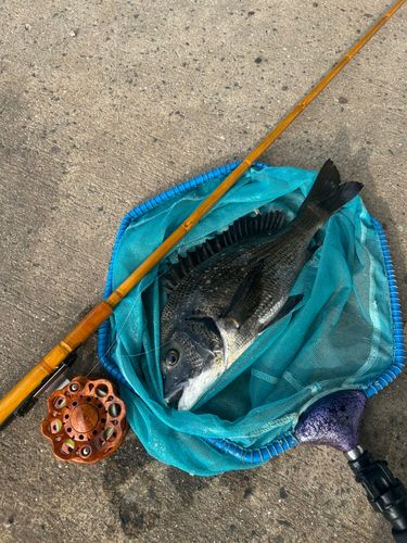 チヌの釣果