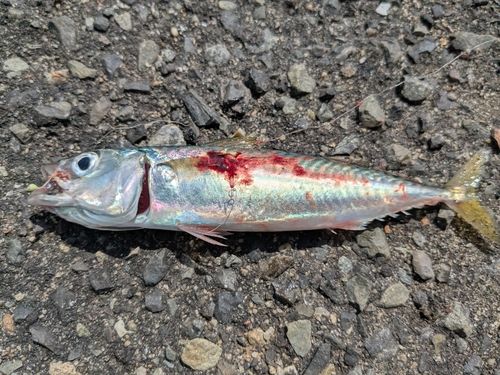 サバの釣果