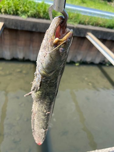 ナマズの釣果
