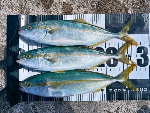 フクラギの釣果