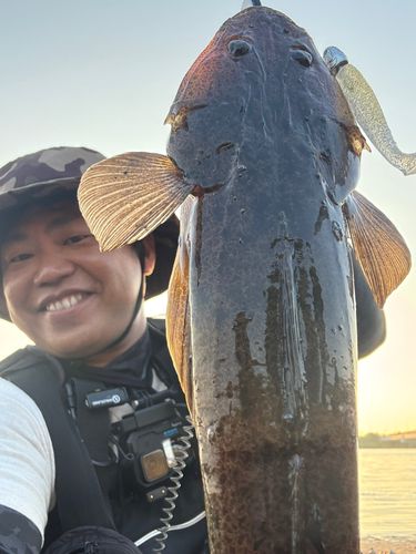 マゴチの釣果
