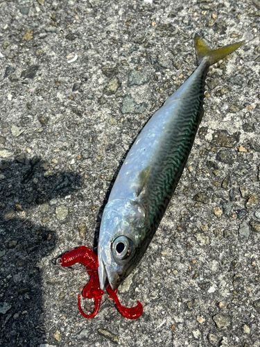 サバの釣果