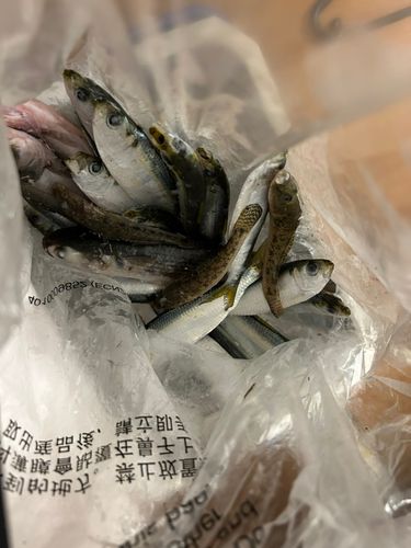 ハゼの釣果