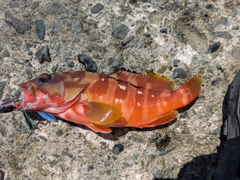 アカハタの釣果