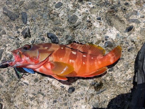 アカハタの釣果