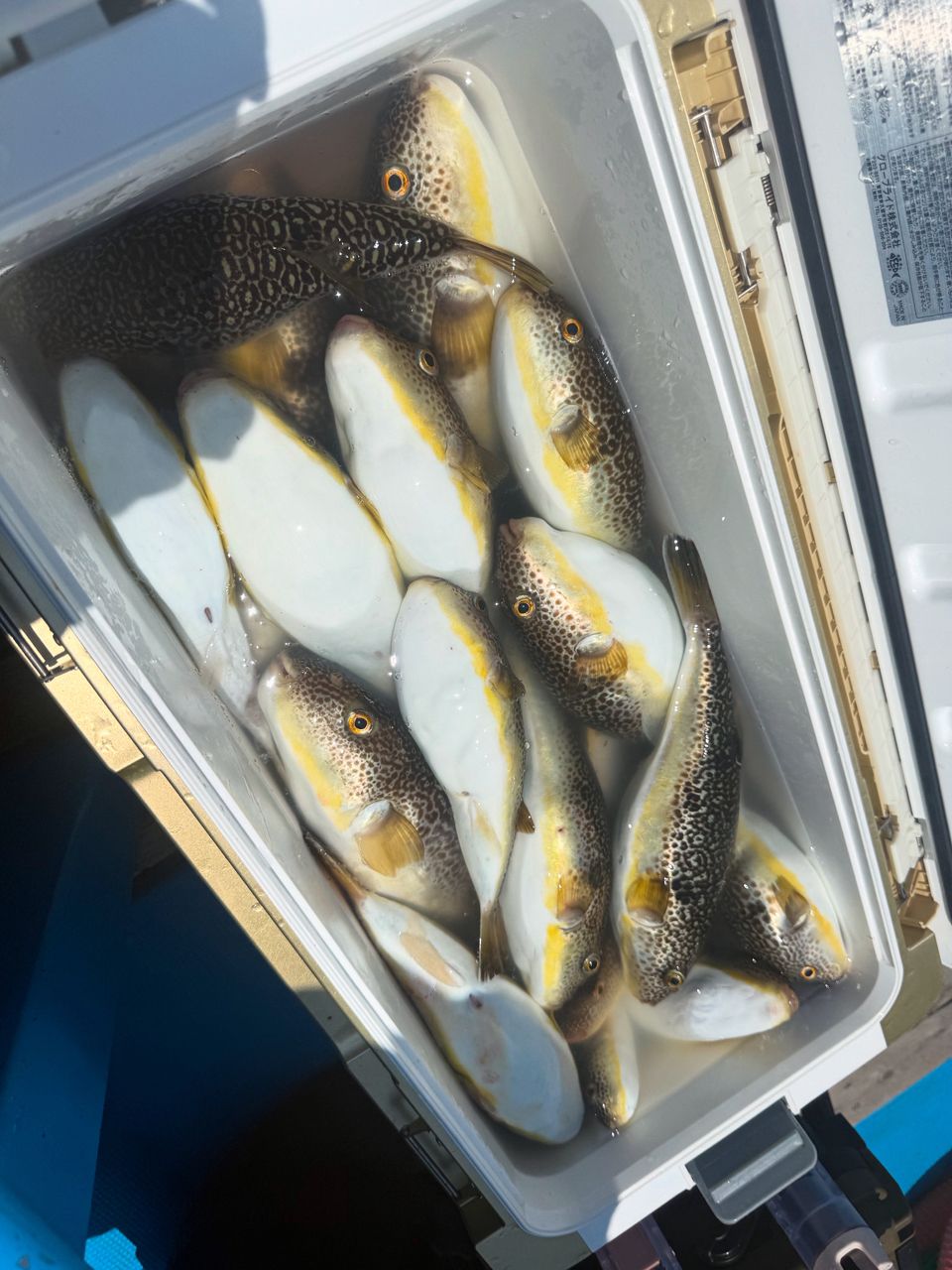 ショウサイフグ