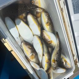 ショウサイフグ