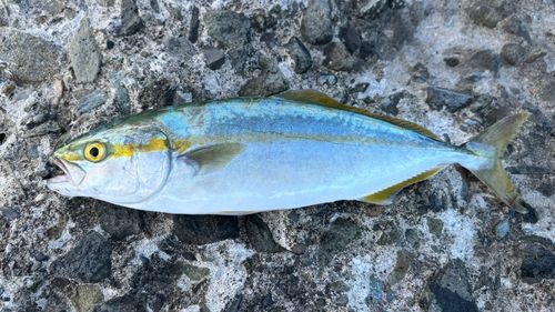 ワカシの釣果