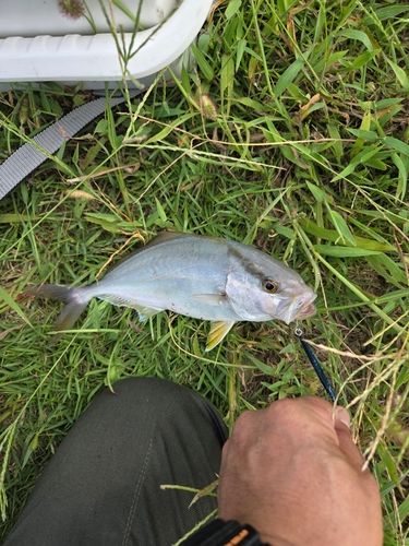 ネイリの釣果