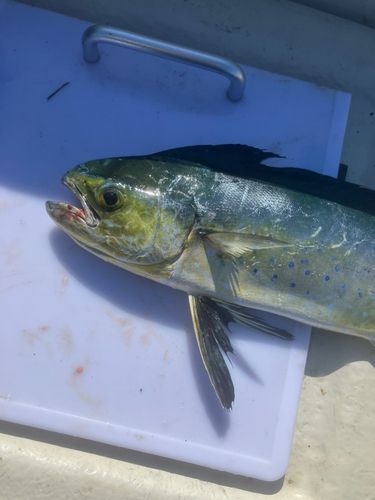 シイラの釣果