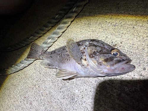 クロソイの釣果