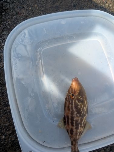 ウマヅラハギの釣果