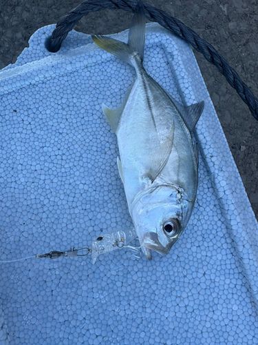 メッキの釣果