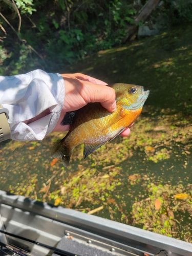 ブルーギルの釣果
