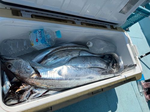 タチウオの釣果