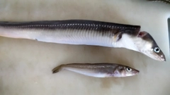 マアナゴの釣果