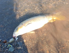 コイの釣果