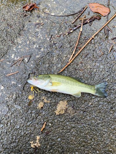 ラージマウスバスの釣果