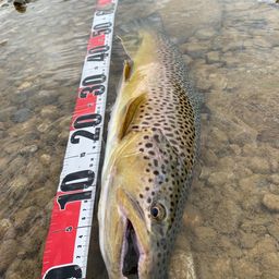 ブラウントラウト