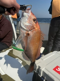 マダイの釣果