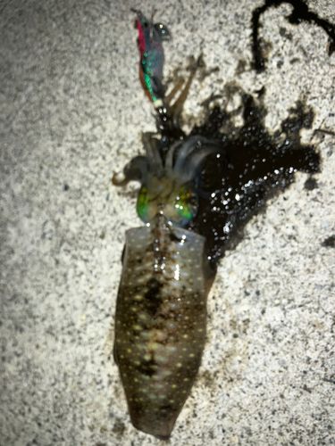三河湾