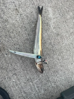 エソの釣果
