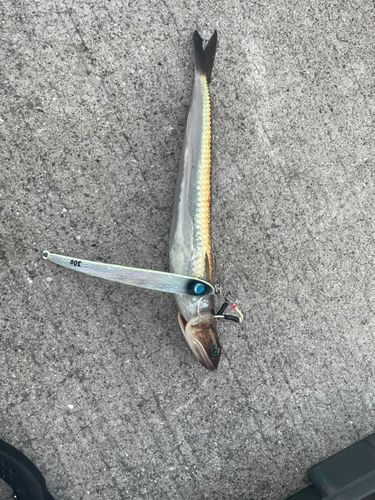 エソの釣果