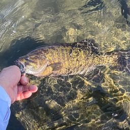 スモールマウスバス