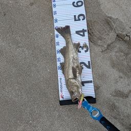 セッパ（マルスズキ）